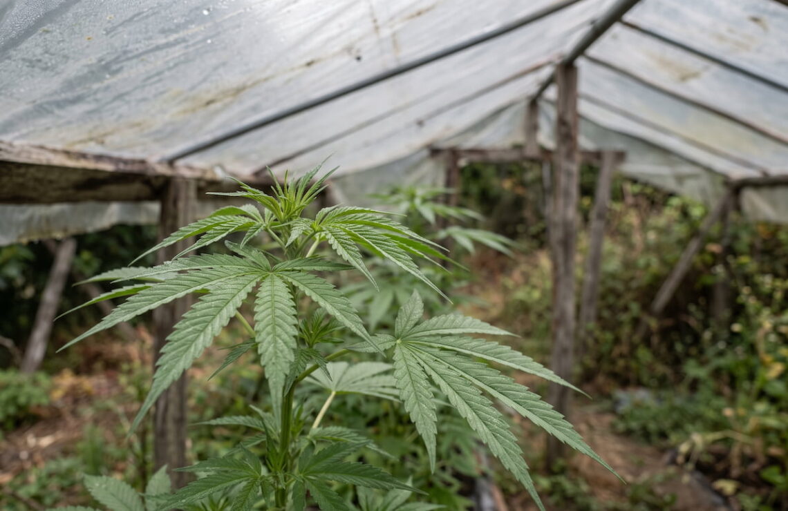 Folhas de uma planta de canábis numa estufa, com luz natural da manhã
